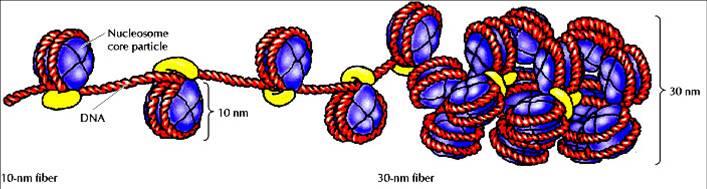 1. A DNS SZERKEZETE A kromoszómák finomszerkezete: A DNS gömb vagy korong alakú hisztonokra (bázikus fehérjékre,