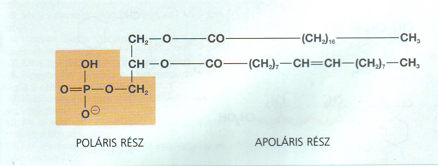 LIPIDEK Foszfatidok: glicerin +