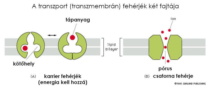 A membránok funkciói Elválaszt és összeköt a külső térrel Diffúziós gát funkció ozmotikus gát funkció Szelektív