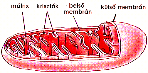 MITOKONDRIUMOK szerkezet 1.