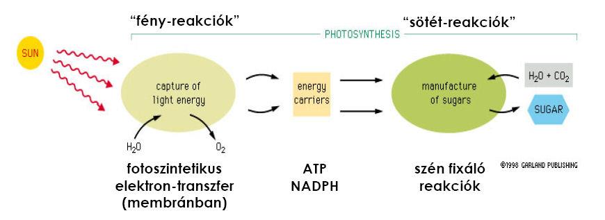 Fotoszintézis A fotoszintézis két szakaszra bontható: Fényreakciók: a fotonok befogása, energiájuk hasznosítása (két fotorendszer!