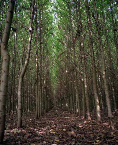 Biomassza Biológiai eredetű szerves anyag: a szárazföldön és vízben található élő és elhalt szervezetek (növények, állatok, mikrobák) testtömege