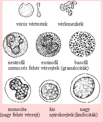 A VÉRKÉPZÉS IDŐSKORBAN Időskorban reológiai és koagulációs szempontból is figyelemreméltó változások észlelhetőek, mint pl.