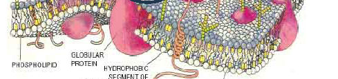 folyadék-mozaik membrán-modell: a folyékony lipid-tengerben szabadon úsznak a fehérjék Részben igaz, de valójában a membrán struktúrája ennél bonyolultabb: Lipid tutajok (raftok vagy