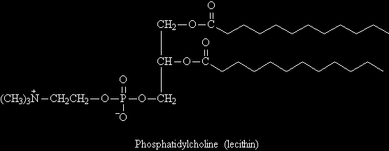 A foszfolipidek