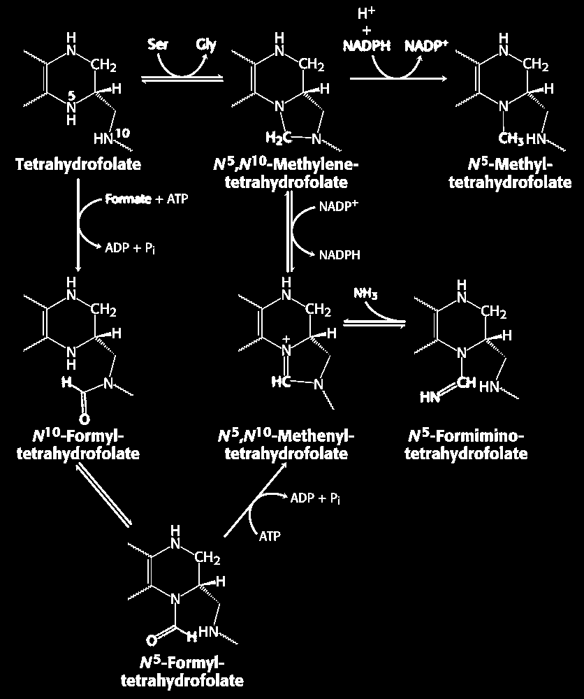 A tetrahidrofolsavhoz kapcsolódó C 1 intermedierek
