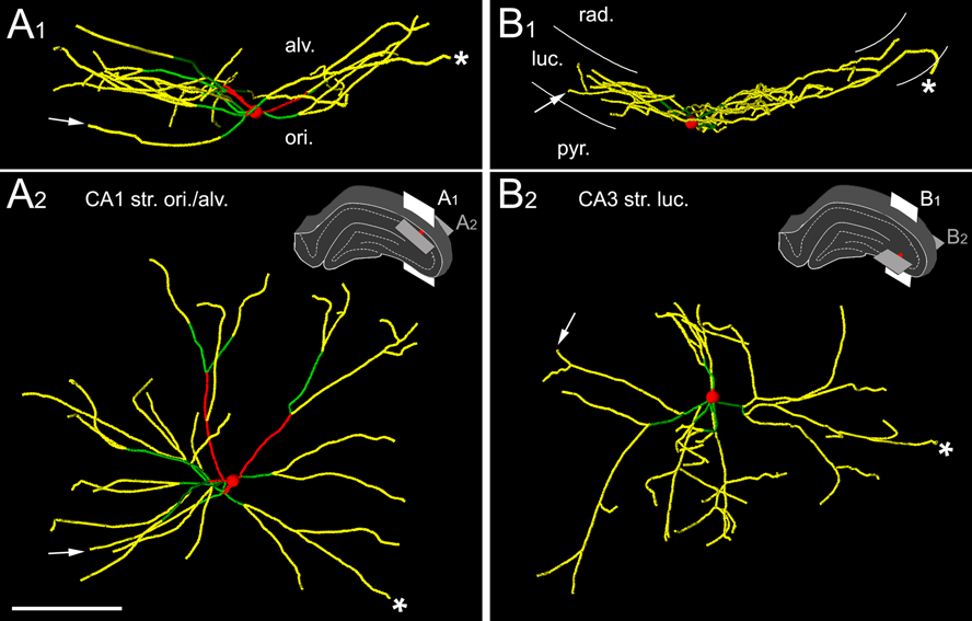 (n=3, 10.A és 17.A ábra) alapján azonos távolságra (700-800 µm) terjedt a septotemporalis és medio-lateralis irányokban.