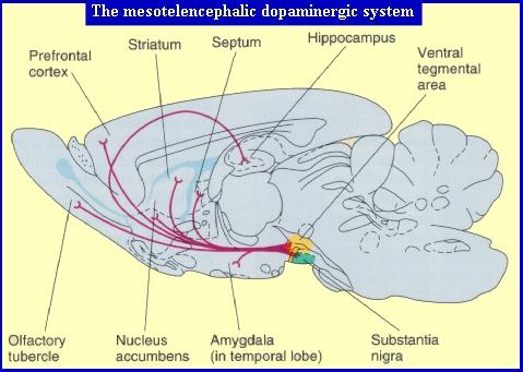 A limbikus rendszer és a megerősítés intracranialis (self) stimuláció (ICSS) - elektromos J. Olds and P.