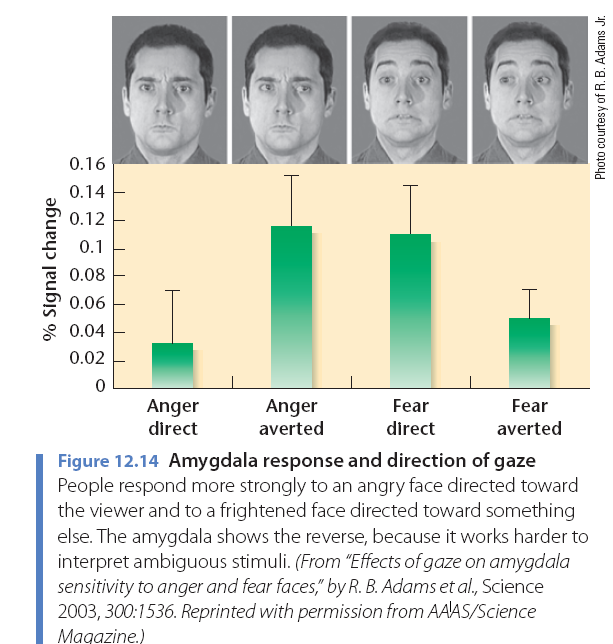 Az amygdala szerepe az arckifejezések feldolgozásában folyt. Figure 50-6: Brain imaging studies demonstrate the role of the amygdala in emotional responses. (From Morris et al. 1996.) A.