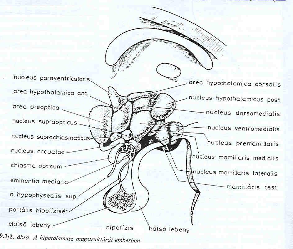 A hypothalamus a III.