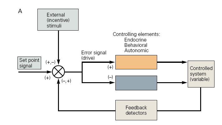 A hajtóerők (drives) és (hipothalamikus) szabályozásuk Figure 51-1: Homeostatic processes can be analyzed in terms of control systems. A. A control system regulates a controlled variable.