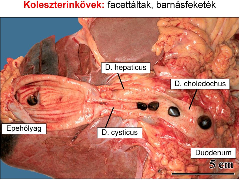 barnásfeketék D.