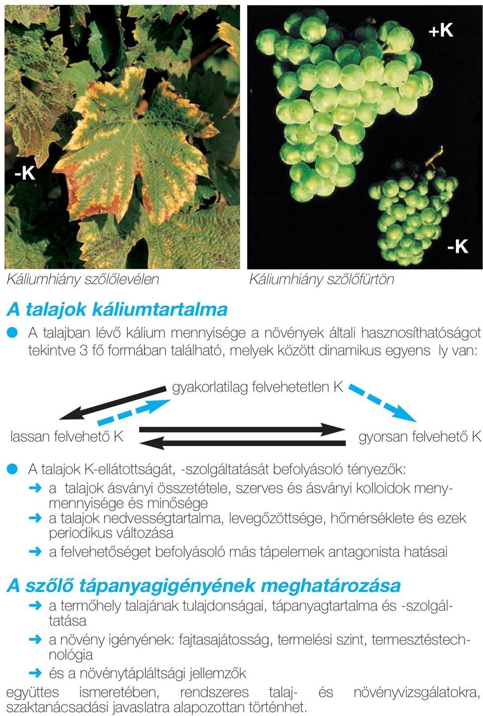 szerves és ásványi kolloidok menymennyisége és minősége a talajok nedvességtartalma, levegőzöttsége, hőmérséklete és ezek periodikus változása a felvehetőséget befolyásoló más tápelemek antagonista