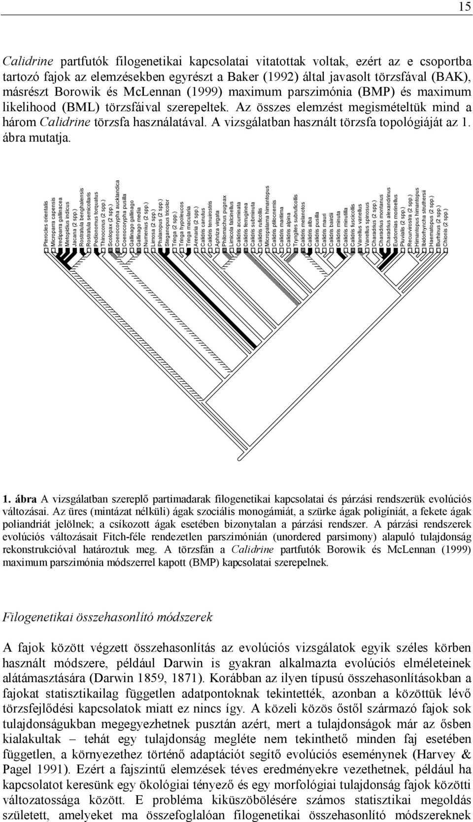 A vizsgálatban használt törzsfa topológiáját az 1. ábra mutatja. Pterocles orientalis Microparra capensis Irediparra gallinacea Metopidius indicus Jacana (2 spp.