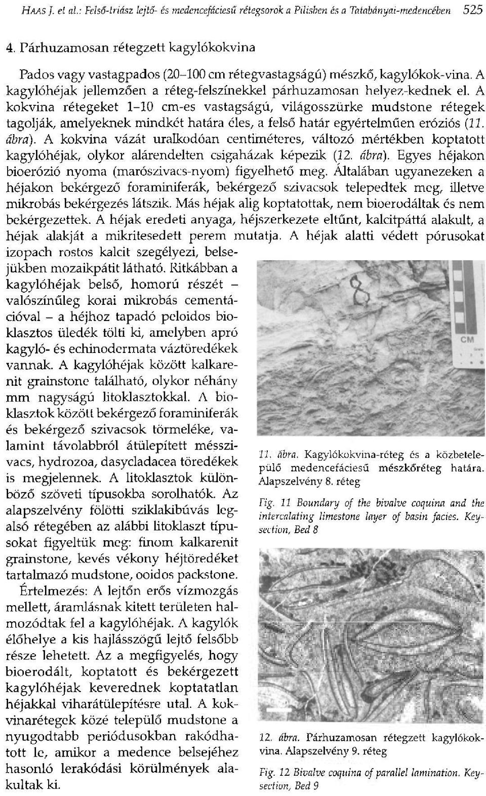 A kokvina rétegeket 1-10 cm-es vastagságú, világosszürke mudstone rétegek tagolják, amelyeknek mindkét határa éles, a felső határ egyértelműen eróziós (11. ábra).