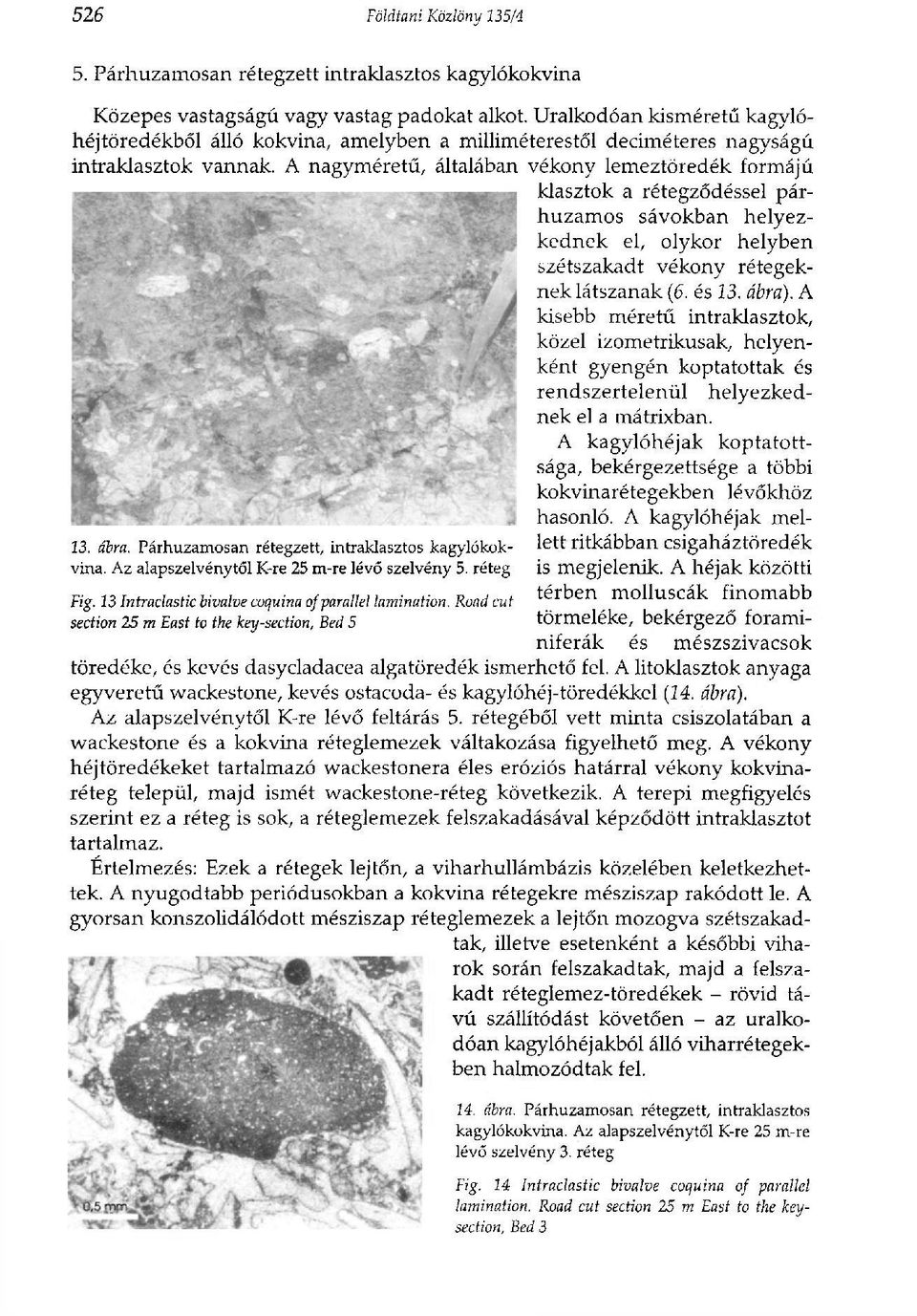 Párhuzamosan rétegzett, intraklasztos kagylókokvina. Az alapszelvénytől K-re 25 m-re lévő szelvény 5. réteg Fig. 13 Intraclastic bivalve coquina of parallel lamination.