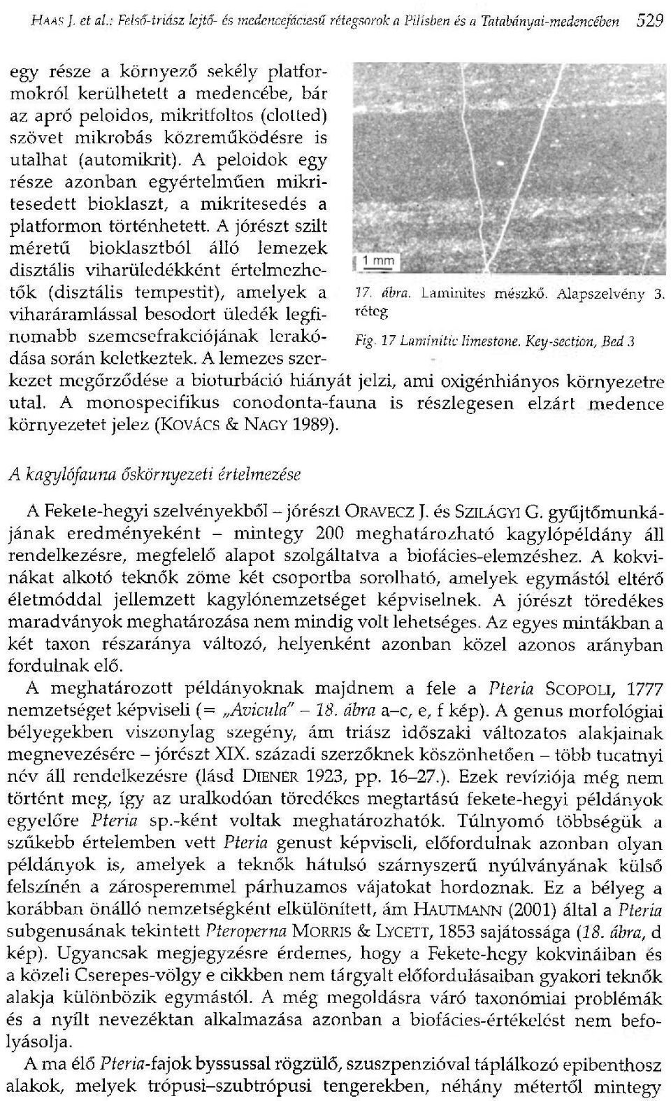 (clotted) szövet mikrobás közreműködésre is utalhat (automikrit). A peloidok egy része azonban egyértelműen mikritesedett bioklaszt, a mikritesedés a platformon történhetett.