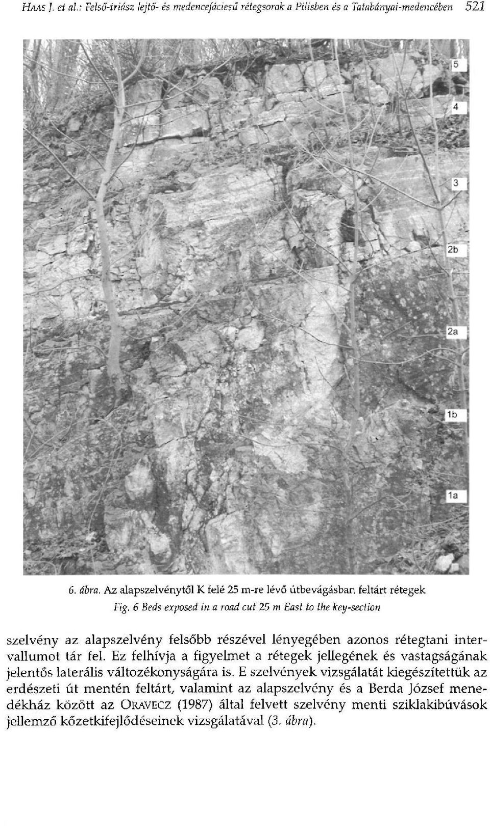 6 Beds exposed in a road cut 25 m East to the key-section szelvény az alapszelvény felsőbb részével lényegében azonos rétegtani intervallumot tár fel.