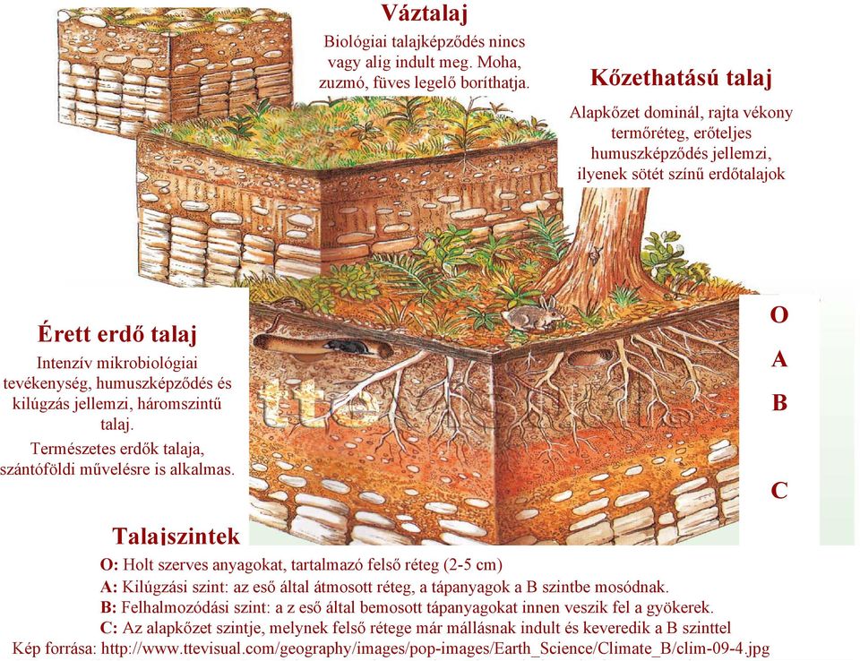 és kilúgzás jellemzi, háromszintű talaj. Természetes erdők talaja, szántóföldi művelésre is alkalmas.