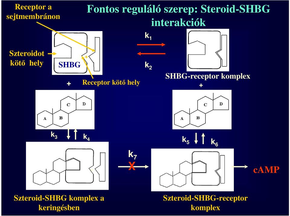 hely k 2 SHBG-receptor komplex + k 3 k 4 k 5 k 6 + k 7 X camp