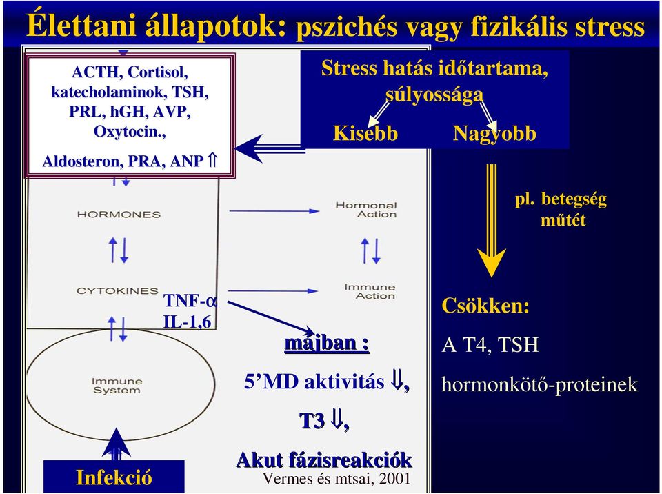 , Aldosteron,, PRA, ANP Stress hatás idıtartama, súlyossága Kisebb Nagyobb pl.