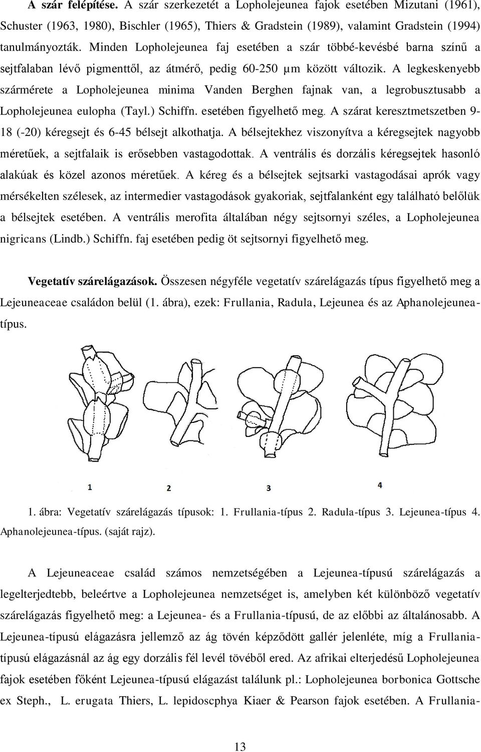 A legkeskenyebb szármérete a Lopholejeunea minima Vanden Berghen fajnak van, a legrobusztusabb a Lopholejeunea eulopha (Tayl.) Schiffn. esetében figyelhető meg.