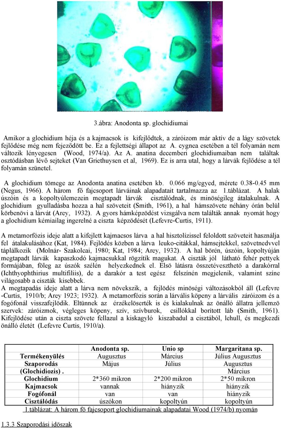 Ez is arra utal, hogy a lárvák fejlődése a tél folyamán szünetel. A glochidium tömege az Anodonta anatina esetében kb. 0.066 mg/egyed, mérete 0.38-0.45 mm (Negus, 1966).