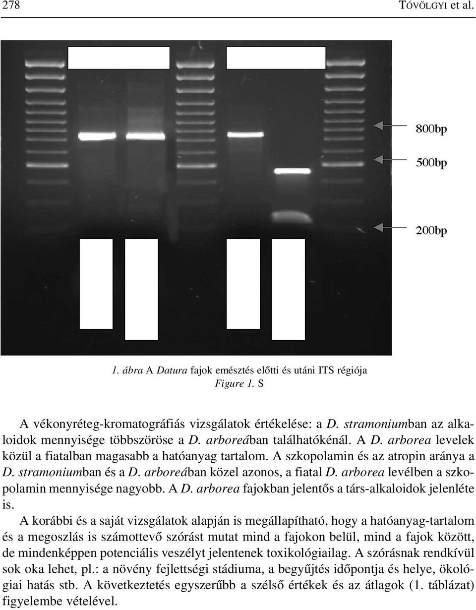 stramoniumban és a D. arboreában közel azonos, a fiatal D. arborea levélben a szkopolamin mennyisége nagyobb. A D. arborea fajokban jelentõs a társ-alkaloidok jelenléte is.