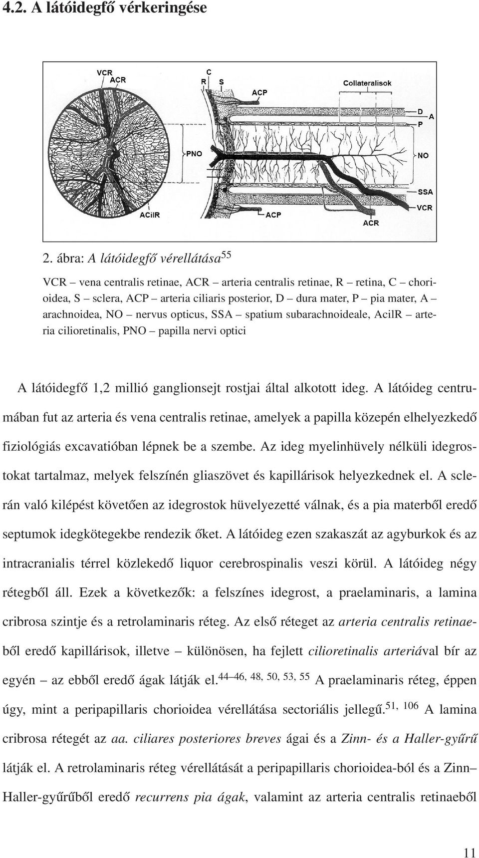 arachnoidea, NO nervus opticus, SSA spatium subarachnoideale, AcilR arteria cilioretinalis, PNO papilla nervi optici A látóidegfõ 1,2 millió ganglionsejt rostjai által alkotott ideg.