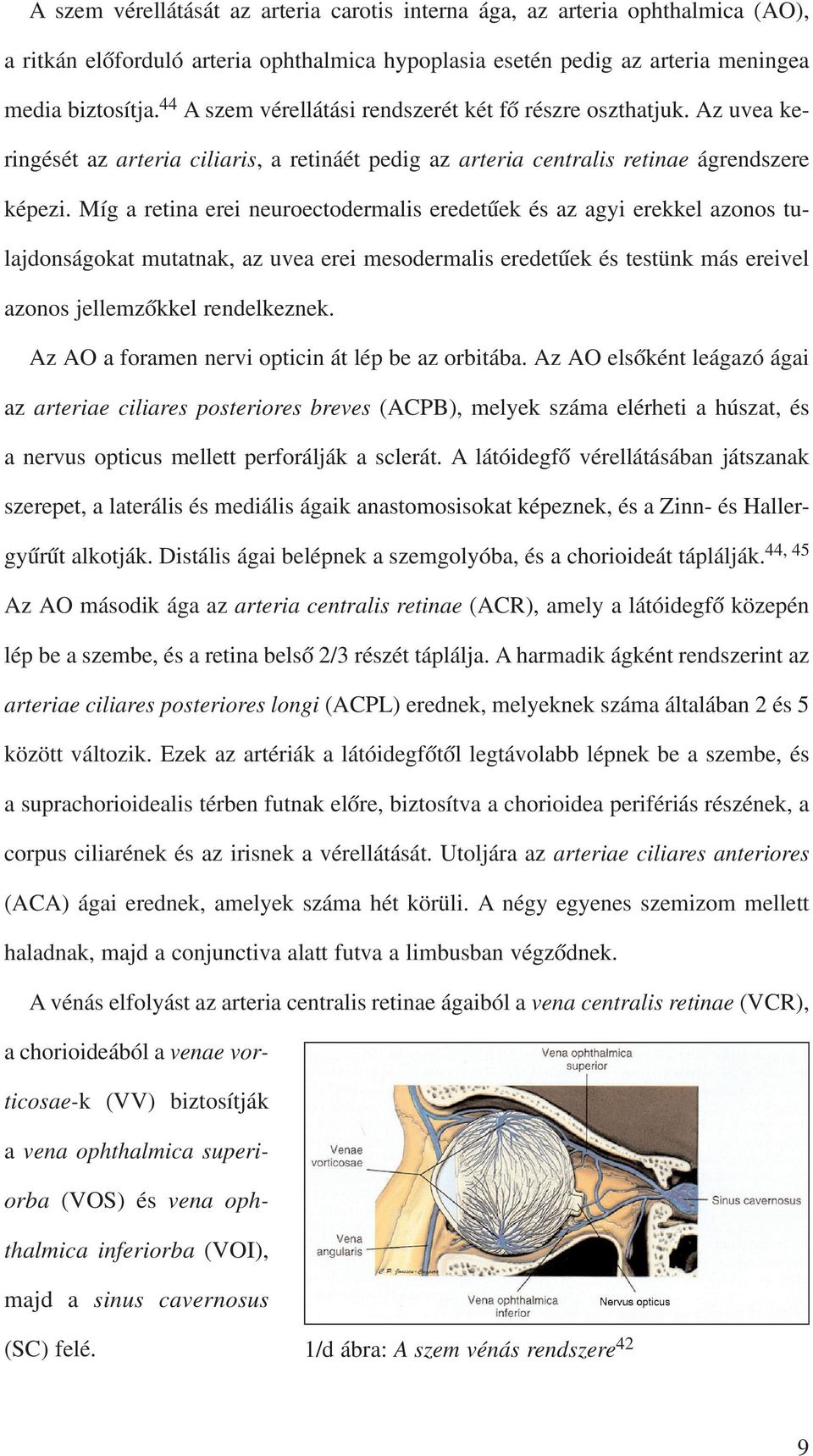 Míg a retina erei neuroectodermalis eredetûek és az agyi erekkel azonos tulajdonságokat mutatnak, az uvea erei mesodermalis eredetûek és testünk más ereivel azonos jellemzõkkel rendelkeznek.