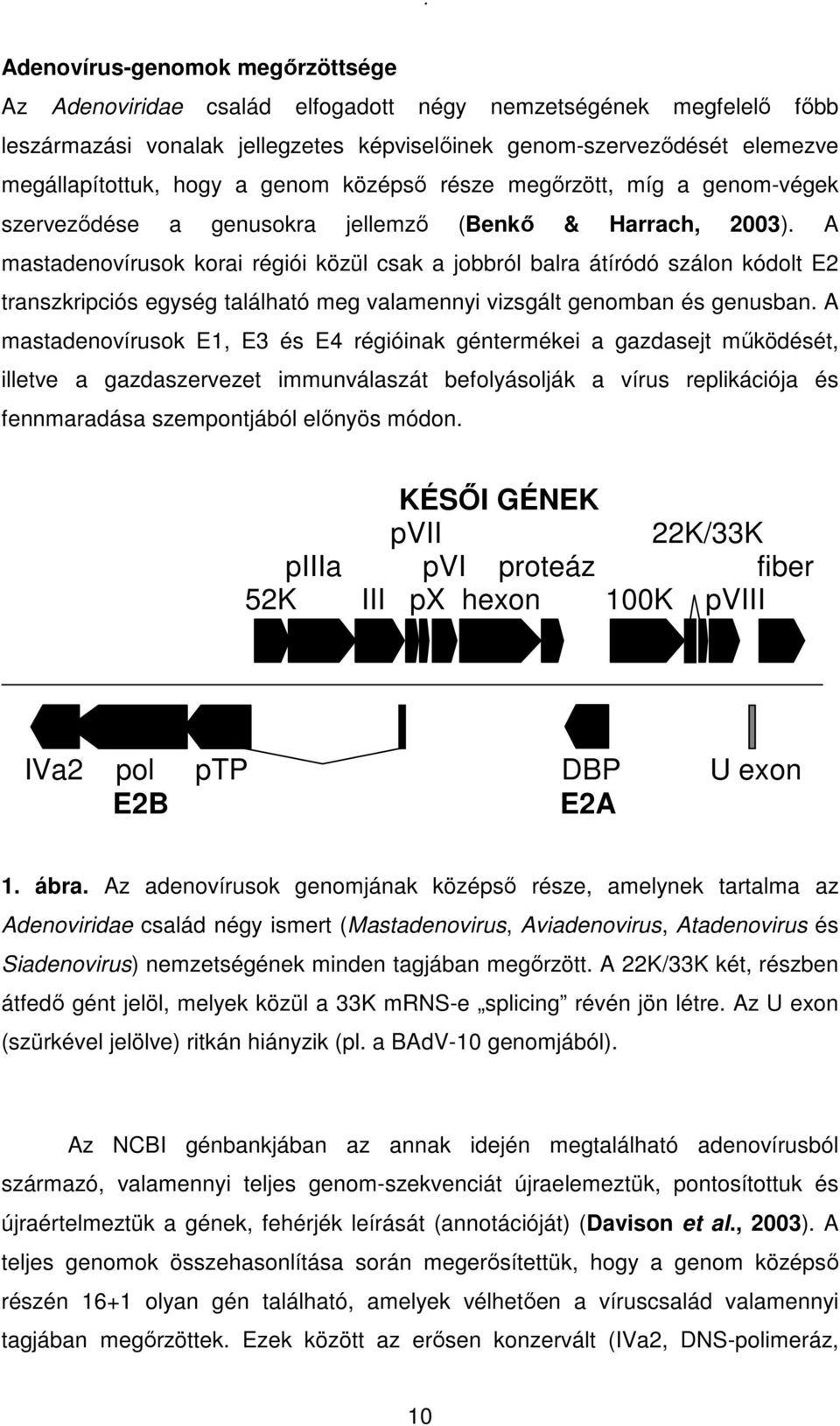 A mastadenovírusok korai régiói közül csak a jobbról balra átíródó szálon kódolt E2 transzkripciós egység található meg valamennyi vizsgált genomban és genusban.