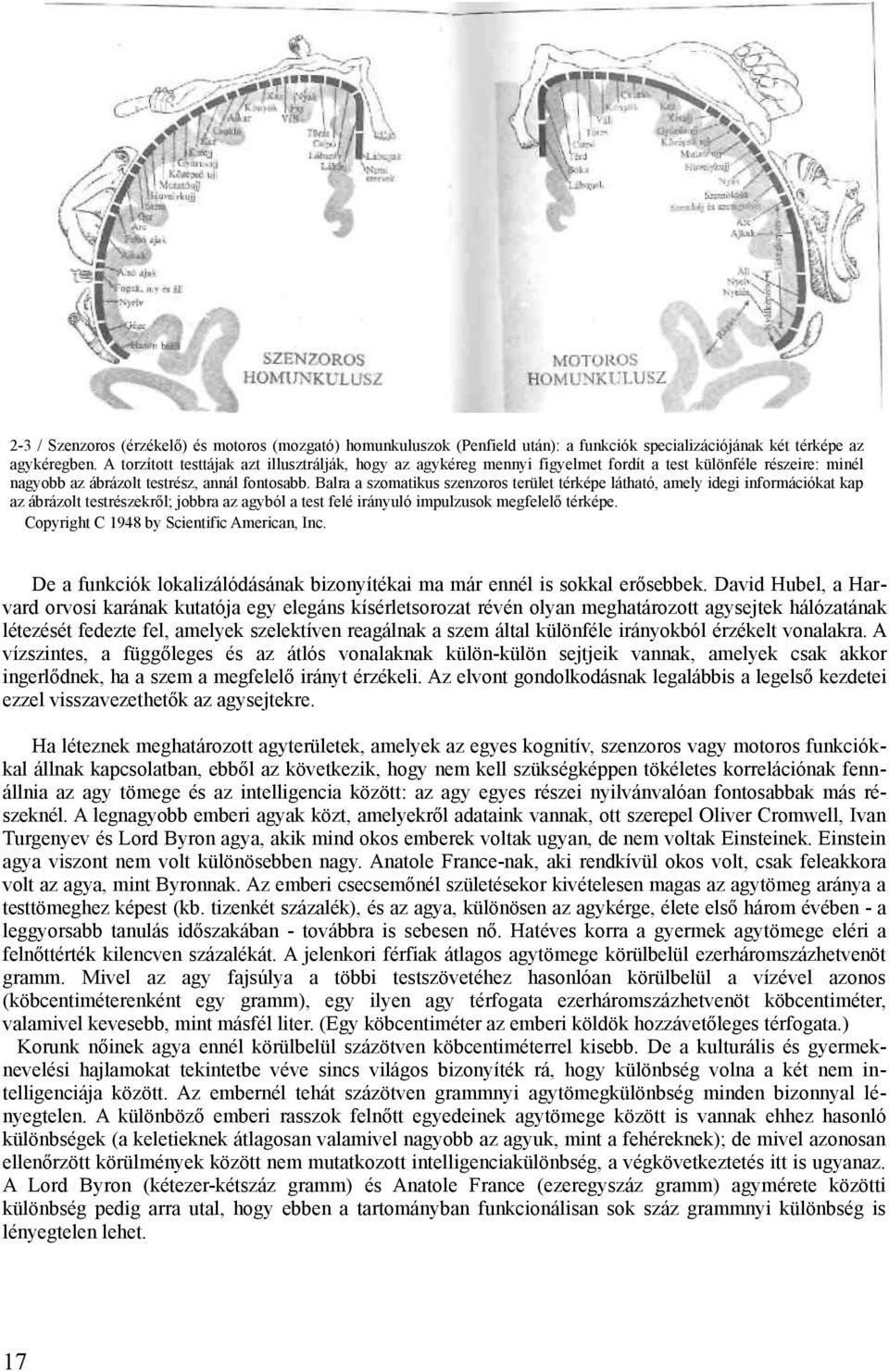 Balra a szomatikus szenzoros terület térképe látható, amely idegi információkat kap az ábrázolt testrészekről; jobbra az agyból a test felé irányuló impulzusok megfelelő térképe.