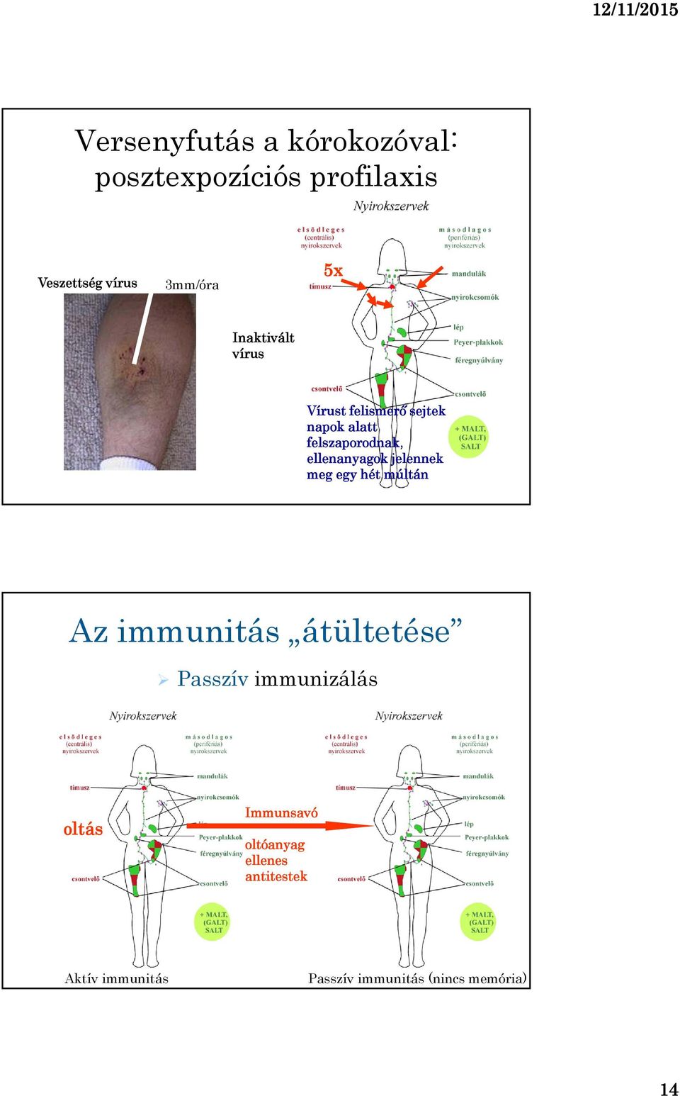 jelennek meg egy hét múltán Az immunitás átültetése Passzív immunizálás oltás