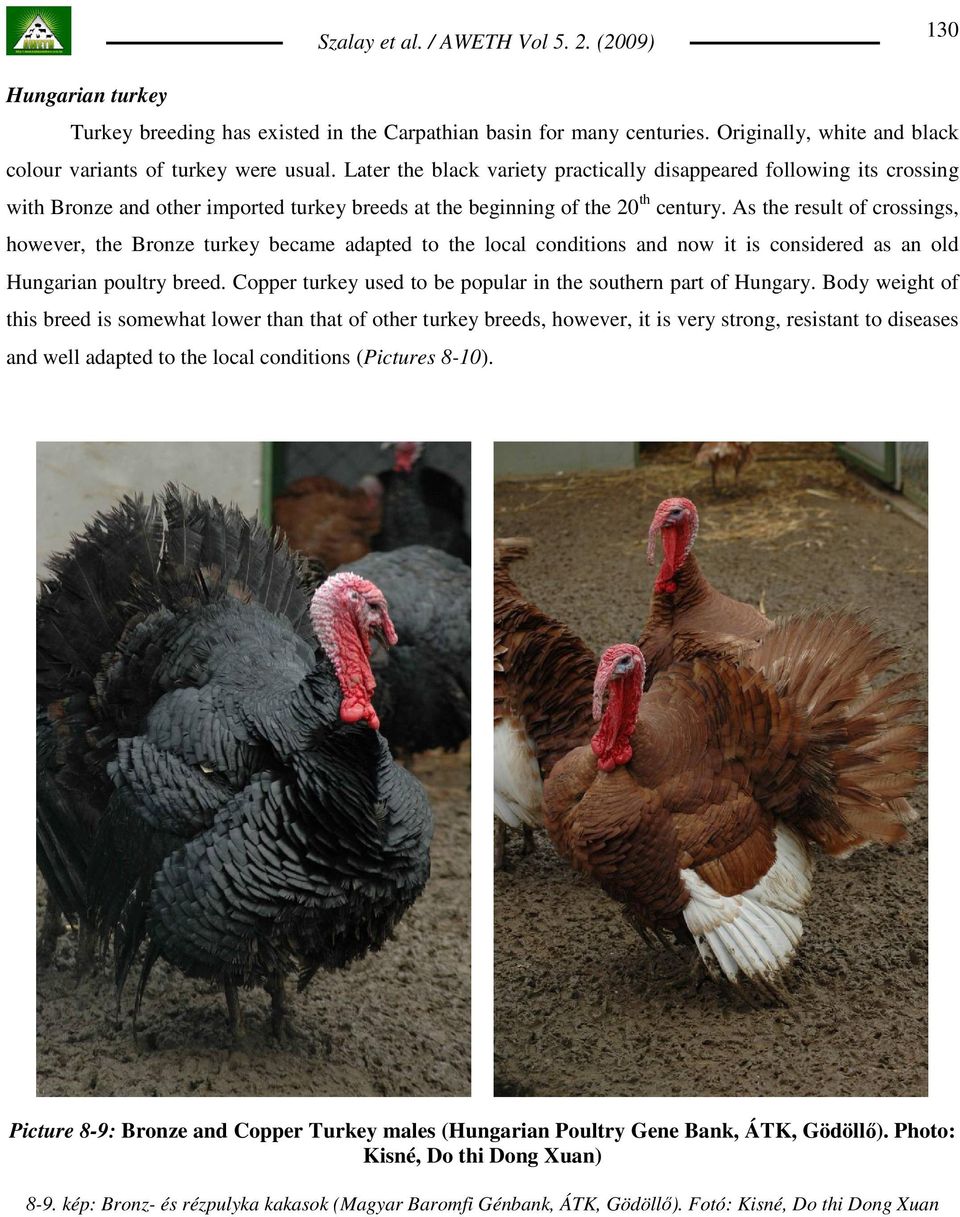 As the result of crossings, however, the Bronze turkey became adapted to the local conditions and now it is considered as an old Hungarian poultry breed.