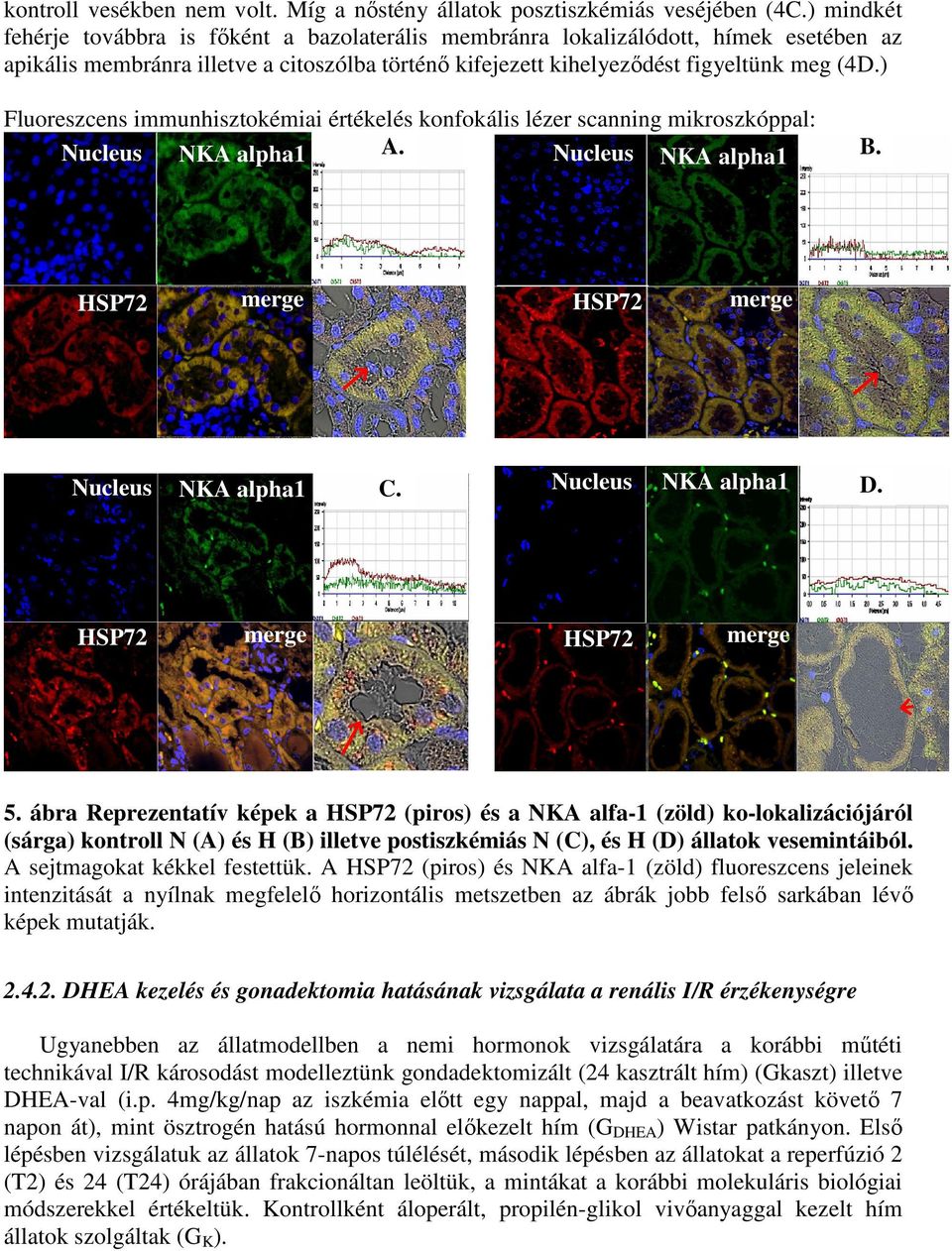 ) Fluoreszcens immunhisztokémiai értékelés konfokális lézer scanning mikroszkóppal: Nucleus NKA alpha1 A. Nucleus NKA alpha1 B. HSP72 merge HSP72 merge Nucleus NKA alpha1 C. Nucleus NKA alpha1 D.