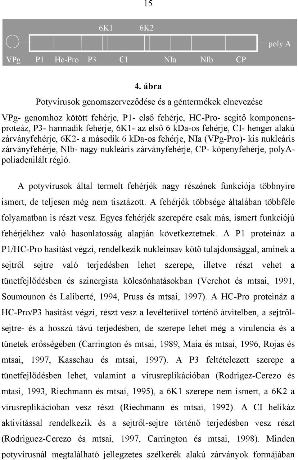 CI- henger alakú zárványfehérje, 6K2- a második 6 kda-os fehérje, NIa (VPg-Pro)- kis nukleáris zárványfehérje, NIb- nagy nukleáris zárványfehérje, CP- köpenyfehérje, polyapoliadenilált régió.