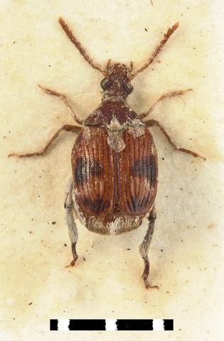 Ivari konfliktus következményei C. analis C. rhodesianus C.
