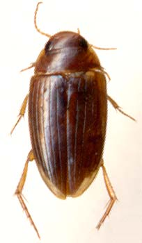 http://www.zin.ru/animalia/coleoptera/images/dyt702c.