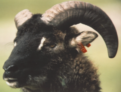 Milyen szintjei vannak a választásnak? Spermium választása alacsony rangú apaság (hisztogram) megtermékenyítés valószínűsége domináns Soay házi juh Ovis aries ösztrusz ideje (hét) 19 Birkhead, T.R.