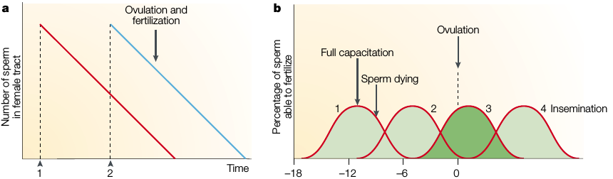 Spermiumversengés Madarak Passzív Spermavesztés Modell megtermékenyítésre képes spermiumok aránya (%) spermiumok száma a ivarszervében ovuláció & megtermékenyítés Emlősök ovuláció teljes