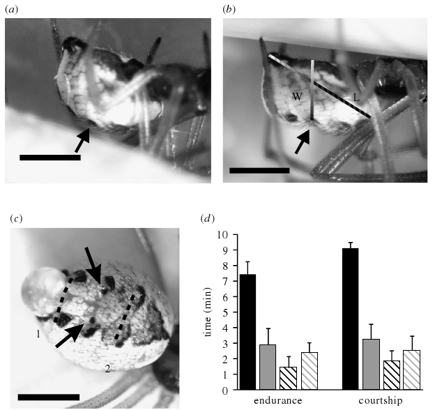 potrohösszehúzódás szerepe Latrodectus hasselti túlélésben Udvarlás: nincs összehúzódás Udvarlás után: összehúzódás W mentén Kísérletek kannibalizmus szimulálása Mesterséges sérülés posterior (1.