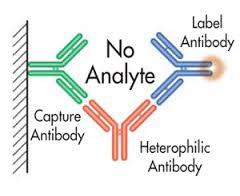 Megjegyzendő Másodlagos (poliklonális) antitesteket használnak a mintából megkötött analit kimutatására