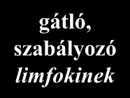 T- és B-limfociták T-sejt alpopulációk limfociták T c V TCR V T h TCR V T reg BCR Y B T c T h T reg Y B Y