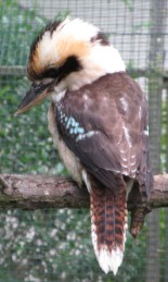 Hullámos papagáj Humboldt-pingvin Huszármajom Melopsittacus undulatus Spheniscus