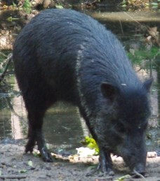 Nemespapagáj Nílusi lúd Nílusi víziló Eclectus roratus Alopochen aegyptiaca Hippopotamus