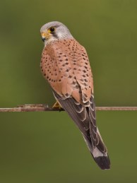 Vadszamár Varacskosdisznó Vetési varjú Equus africanus Phacochoerus Corvus frugilegus Vietnámi csüngőhasú sertés Vörös ásólúd Vörösbegy Sus scrofa f.