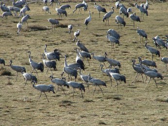 Böglyök Bolíviai mókusmajom Bölömbika Tabanidae Saimi boliviensis Botaurus