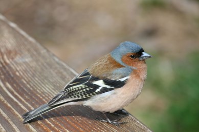 Debreceni pergő galamb Denevérek Dolmányos varjú Debrecen roller pigeon Hungary Chiroptera