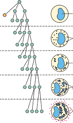 Differenciálódás memória- és plazmasejtté, plazmasejt proliferáció B sejt, amely antigénnel találkozott
