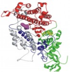 Molekuláris információ kutatása Centrális dogma: DNS (3,2 Gbp) RNS fehérje Replikáció, Transzkripció, Transzláció Posztranszkripciós módosulások ~21 ezer